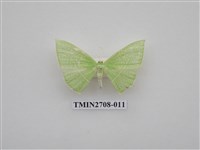 藏品(尺蛾255)的圖片